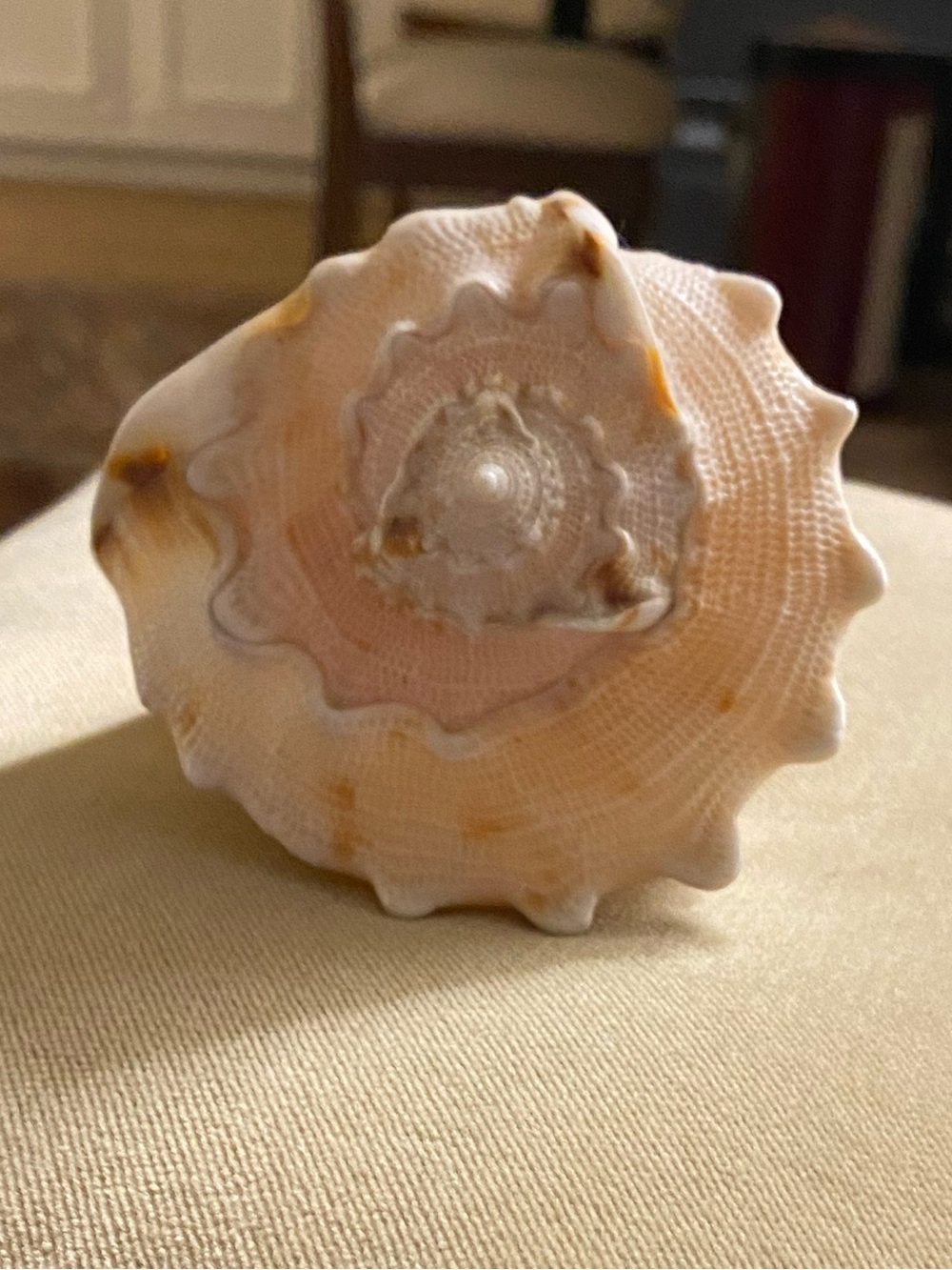 Conch Sea Shell • Accent Piece • Cream & Orange • Natural - Picture 3 of 5
